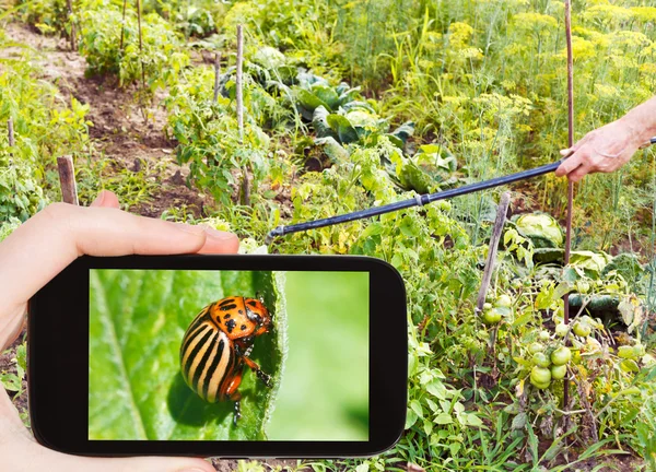 Man taking photo of spraying pesticide in garden — Stock Photo, Image