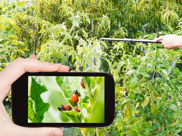 Man tar foto på spraya insektsmedel i trädgården — Stockfoto