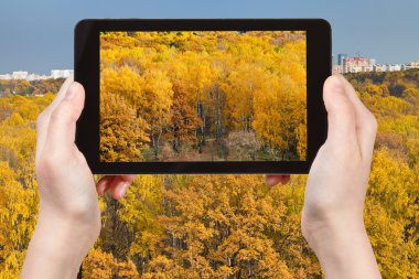 Sarı sonbahar orman fotoğraflarını turizm