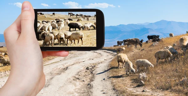 Tourist photographs flock of sheep grazing, Armenia — Stock Photo, Image