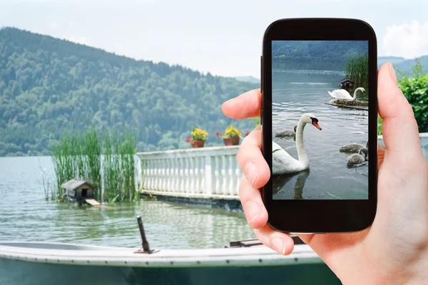 Turist tar bild på svanar i sjön, Bayern — Stockfoto