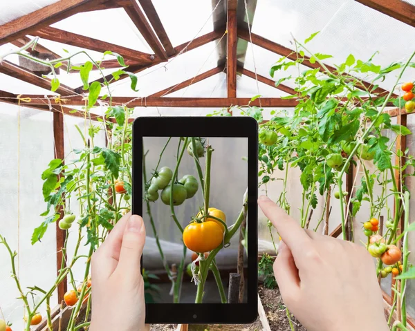 Toeristische foto's van tomaten in kas — Stockfoto