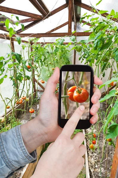 Fotografias turísticas tomate vermelho maduro em estufa — Fotografia de Stock