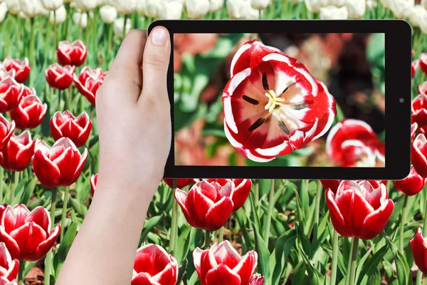 Turist fotograferar av red tulip flower närbild — Stockfoto