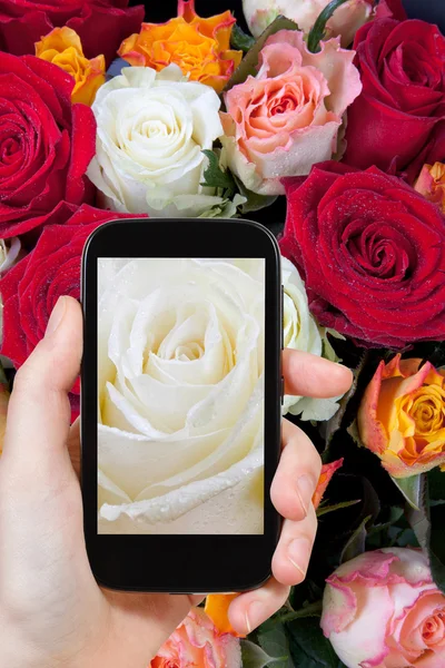 Tourist photographs of fresh wet white rose close up — Stock Photo, Image