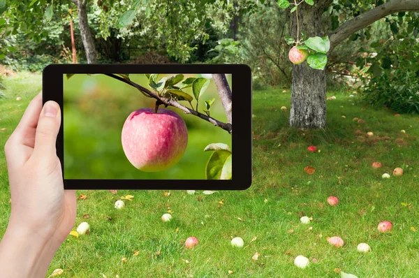 Туристические фотографии спелого розового яблока — стоковое фото