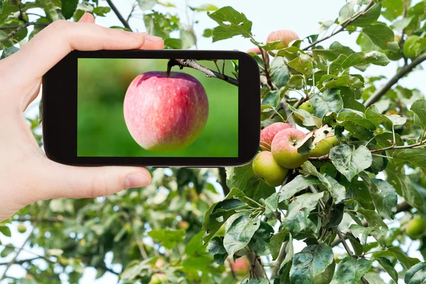 Turistické fotografie pink Apple venku — Stock fotografie