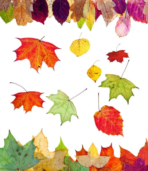 Abedul caído álamo arce y muchas hojas de otoño —  Fotos de Stock