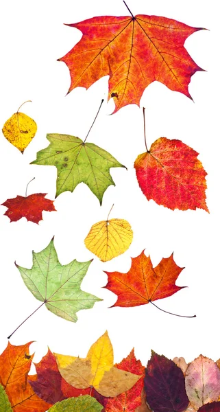 Multicolored fallen autumn leaves isolated — Stock Photo, Image