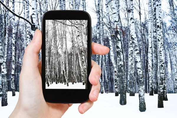 Tourist photographs of birch grove in cold winter — Stock Photo, Image