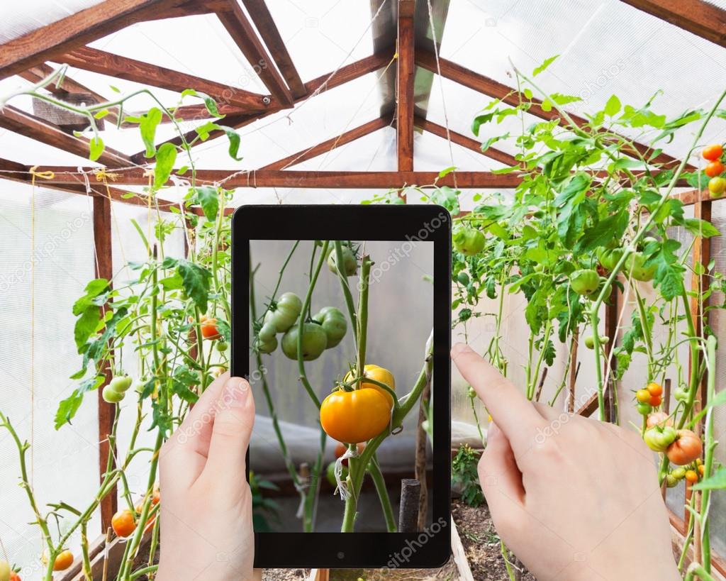 tourist photographs of tomatoes in greenhouse