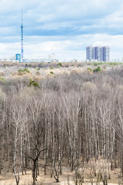 Árbol desnudo en el bosque y la ciudad en primavera fría —  Fotos de Stock