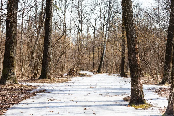 Sentiero ghiacciato nella foresta primaverile — Foto Stock