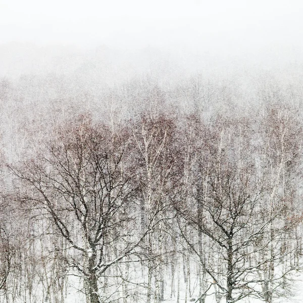 Oak and birch trees in snow storm — Stock Photo, Image