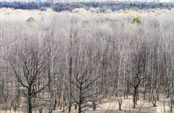 Di atas tampilan pohon-pohon telanjang di hutan musim semi — Stok Foto