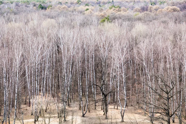 Vista sopra della foresta nella fredda giornata primaverile — Foto Stock