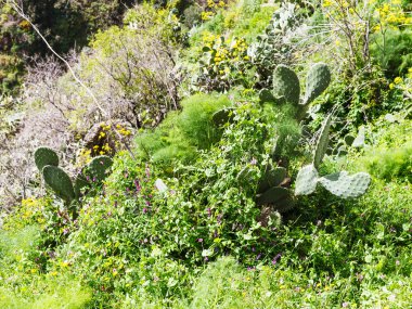 çim, opuntia kaktüs, kır çiçekleri Sicilya
