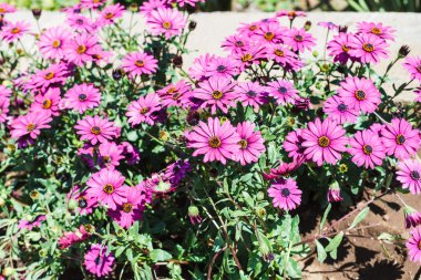 çiçek yatakta mor papatya (Osteospermum)