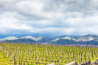 Bahar Etna bölgesinde boş bağ