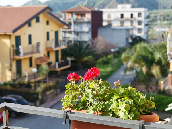 Géranium de fleur en pot sur balcon de maison urbaine — Photo