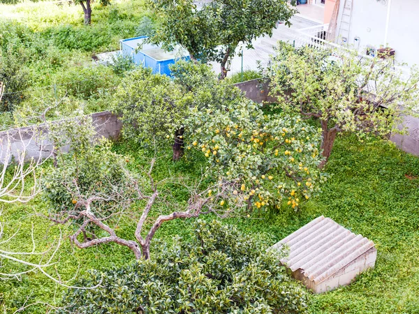 Above view of lemon tree in backyard, Sicily — Stock Photo, Image