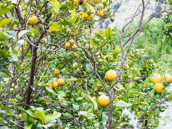 Zralé citron ovoce na stromě na Sicílii — Stock fotografie