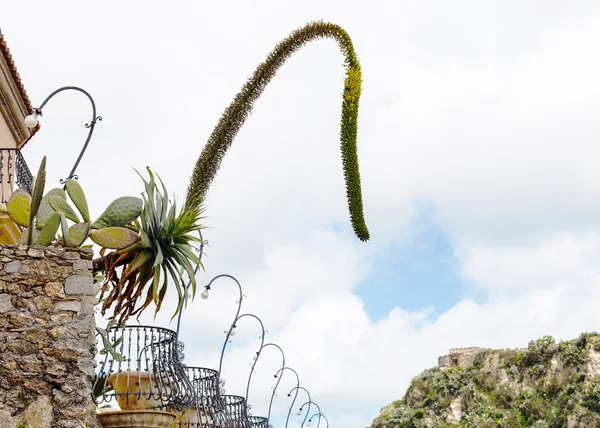 Agavenblüten und Opuntia-Kaktus in Blumentöpfen — Stockfoto