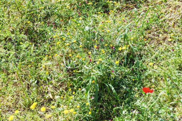 ป๊อปปี้ป่าและดอกแดนดิไลอัน ดอกไม้ในซิซิลี — ภาพถ่ายสต็อก