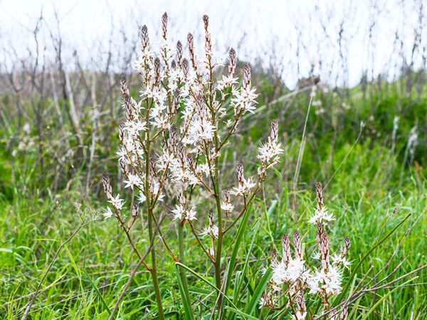 White asphodel flowers at green meadow in spring — Stock Photo, Image