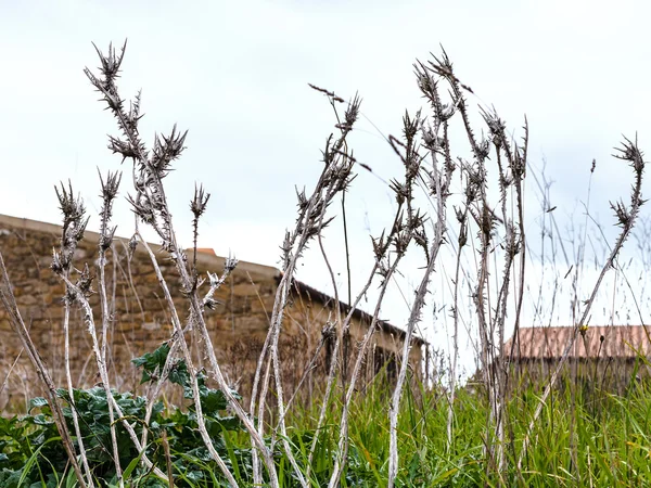 放棄された庭のクローズ アップを乾燥 thornbush — ストック写真