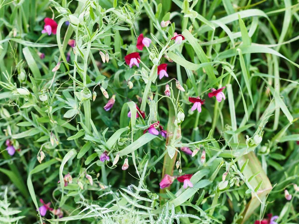 Süße Erbsenblüten auf wilder Wiese nach Regen — Stockfoto