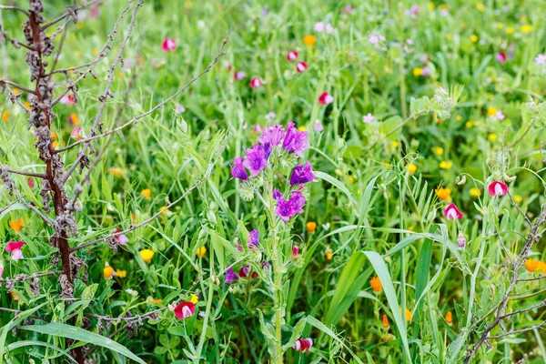 ดอกไม้ป่าที่ทุ่งหญ้าภูเขาในฤดูใบไม้ผลิ ซิซิลี — ภาพถ่ายสต็อก