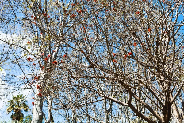 Goły akacji z czerwony kwitnąć w dzień wiosny — Zdjęcie stockowe