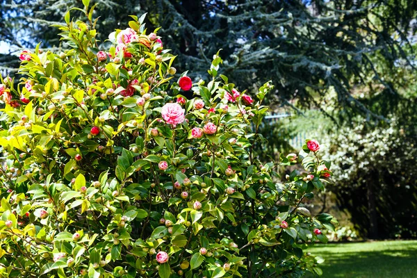 Com flor rosa e branca no arbusto de camélia — Fotografia de Stock