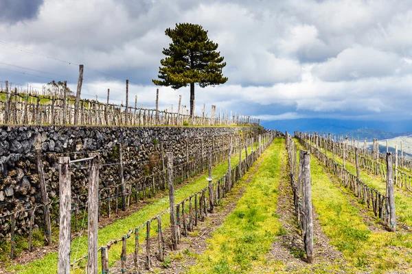 Pusty winnic w regionie Etna agrarianl wiosna — Zdjęcie stockowe