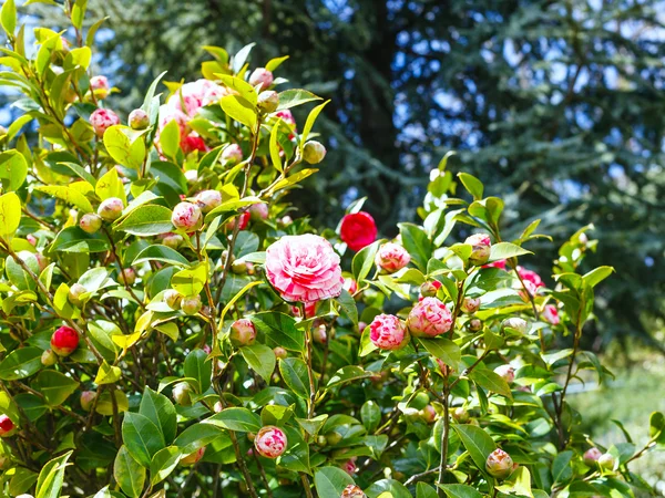 Ρόδινα και άσπρα λουλούδια στο θάμνο της camellia άνοιξη — Φωτογραφία Αρχείου