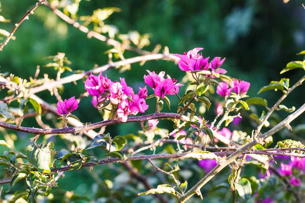 Pink flowers of dog rose bush in sunny spring day — Stock Photo, Image