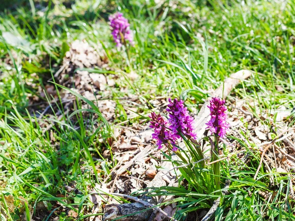 Frühviolette Orchidee auf der Wiese im Frühling — Stockfoto