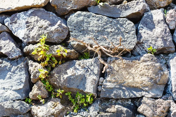 Hintergrund aus alter Kopfsteinpflastermauer — Stockfoto