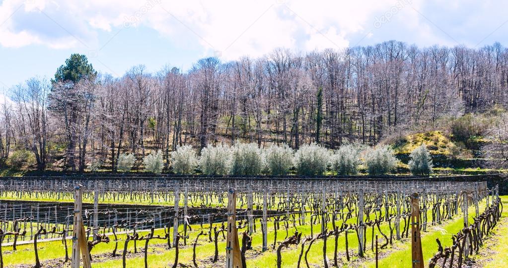 empty vineyard in Etna winemaking area in spring