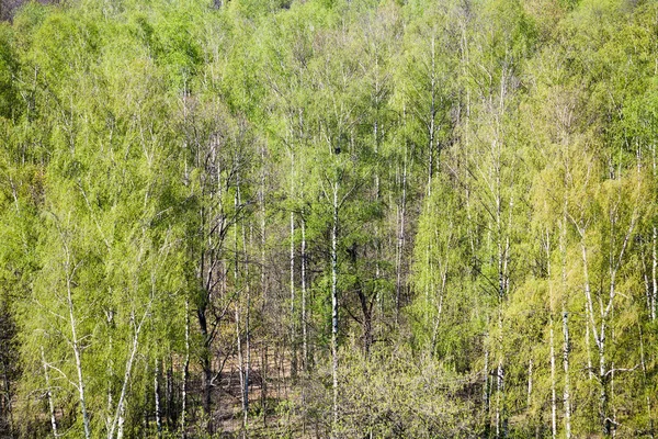 Above view of green birch forest in spring