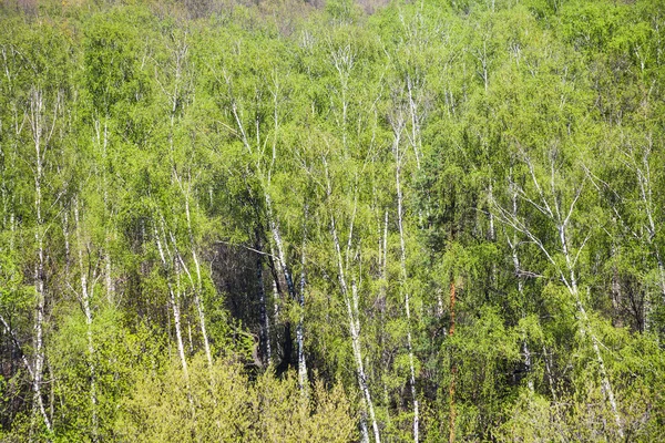 Ovan bild av gröna blad på våren — Stockfoto