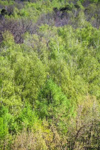 Над видом зеленой листовки весной — стоковое фото