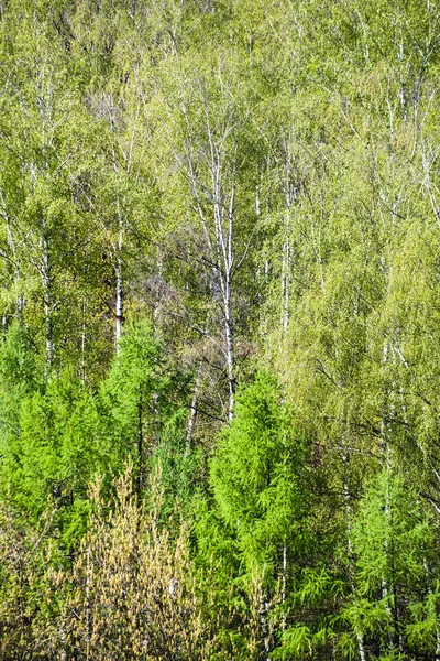 Nad zobrazením zeleného koruna stromů na jaře — Stock fotografie