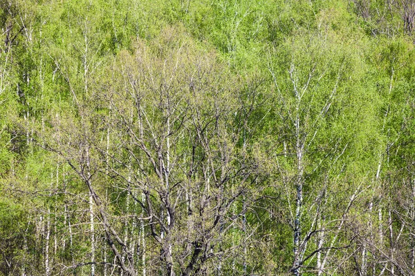 Над видом на дуб в березовых лесах весной — стоковое фото