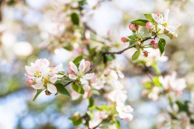 beyaz ve pembe elma ağacı çiçek yakın çekim