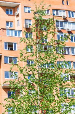 Yeşil huş ağacı ve tuğla daireli ev