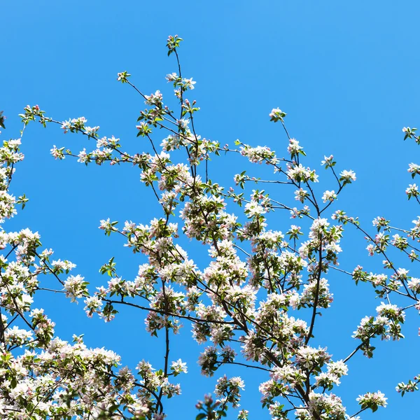 Větve jabloni s modrou oblohou — Stock fotografie