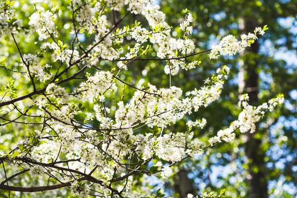 Blossoming cherry tree in sunny day — Stock Photo, Image