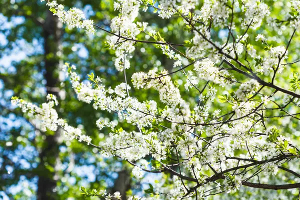 Flowering cherry tree in sunny day — Stock Photo, Image